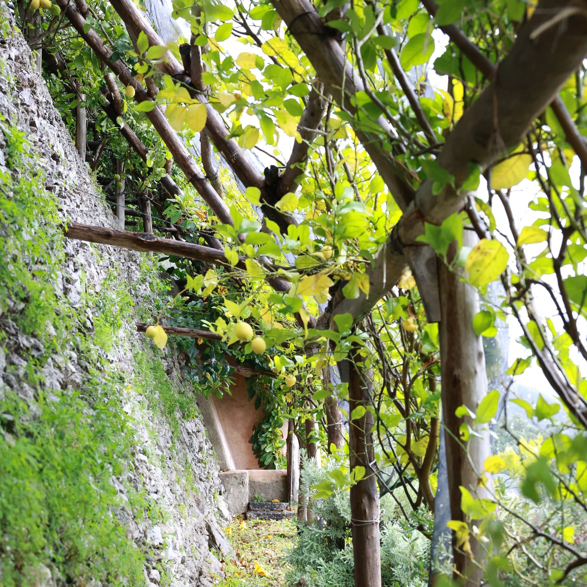 Amalfi Coast Lemon Experience