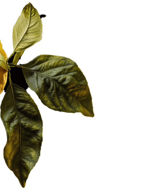 Image in left block part of screen