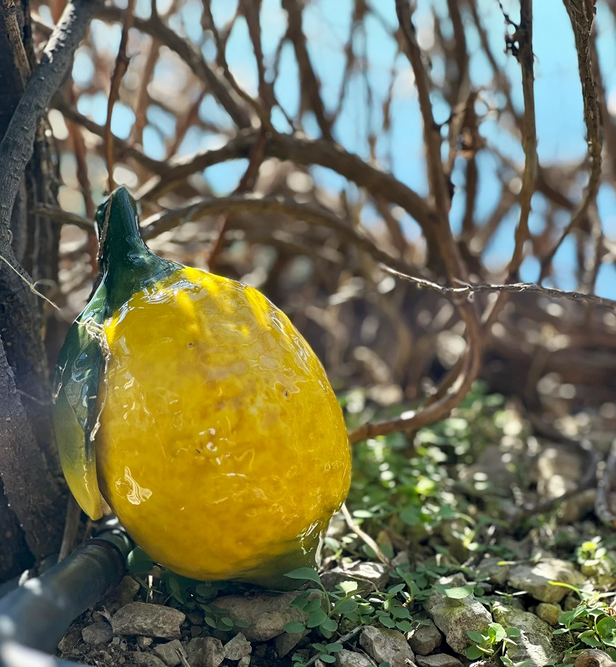 Italian Lemons: A Geography of Protected Varieties