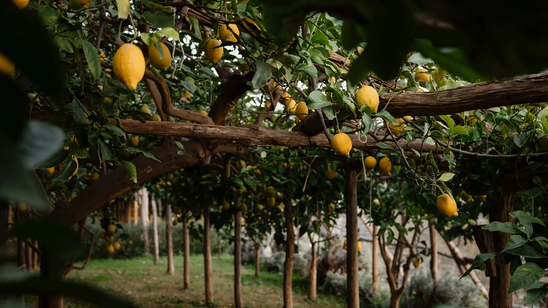 Amalfi Lemon Grove